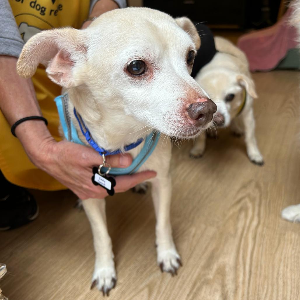 Enlarge Eddy Grant 14521, a Adoptable mixed breed in San Francisco, CA image 4/6