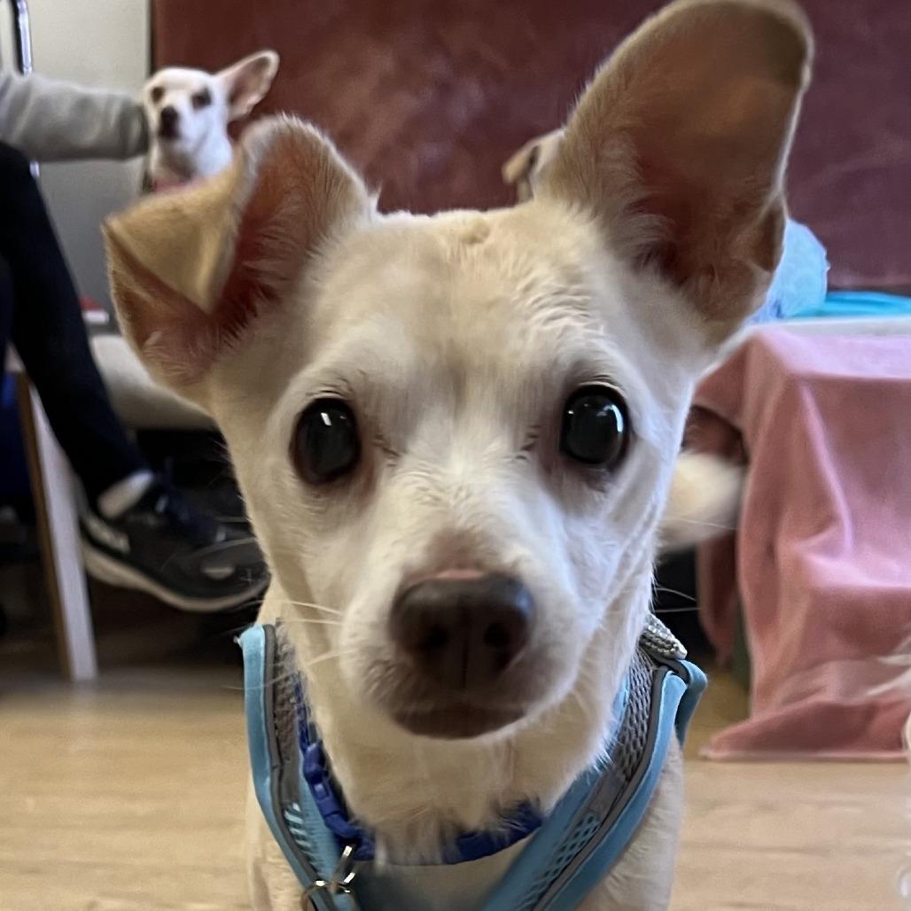 Enlarge Eddy Grant 14521, a Adoptable mixed breed in San Francisco, CA image 5/6