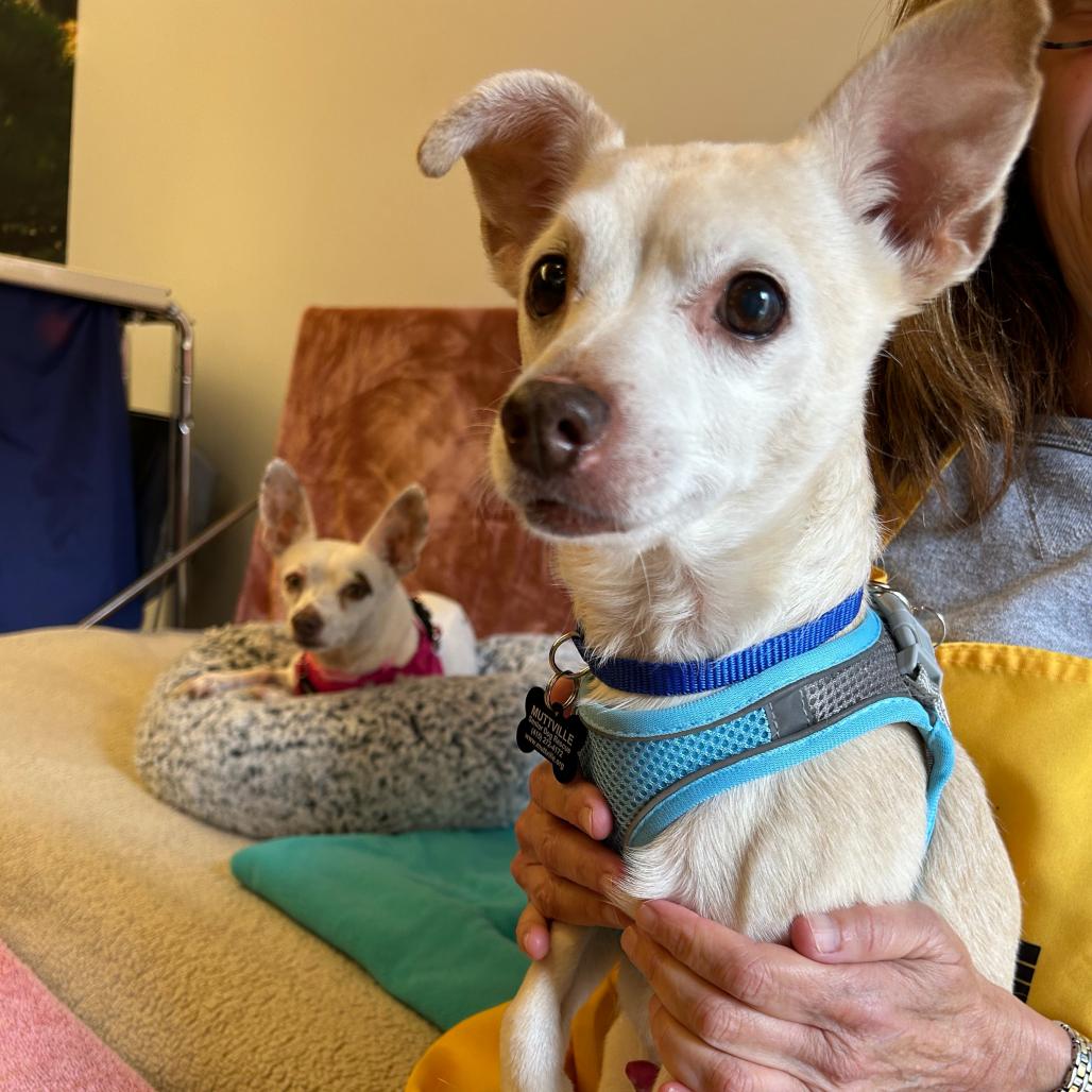 Enlarge Eddy Grant 14521, a Adoptable mixed breed in San Francisco, CA image 6/6