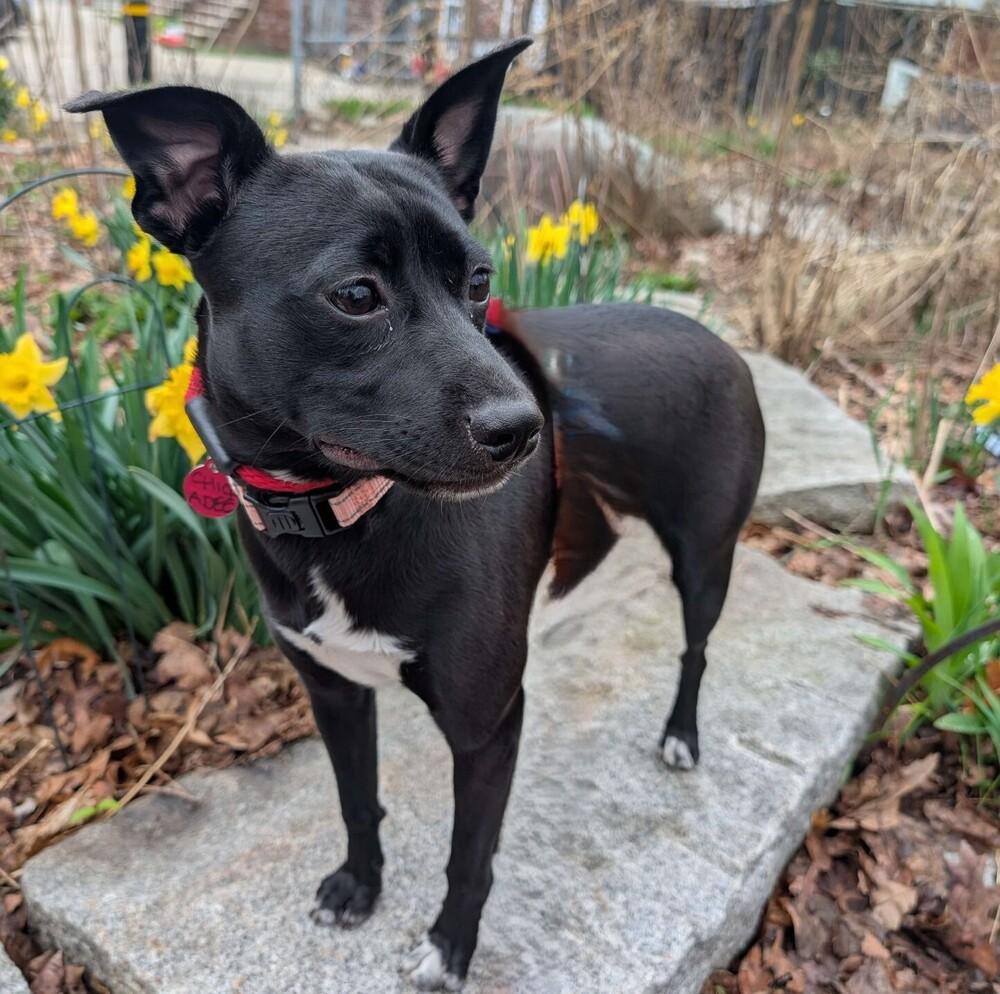 Enlarge Chickadee Songbird, a Adoptable mixed breed in Boston, MA image 1/6