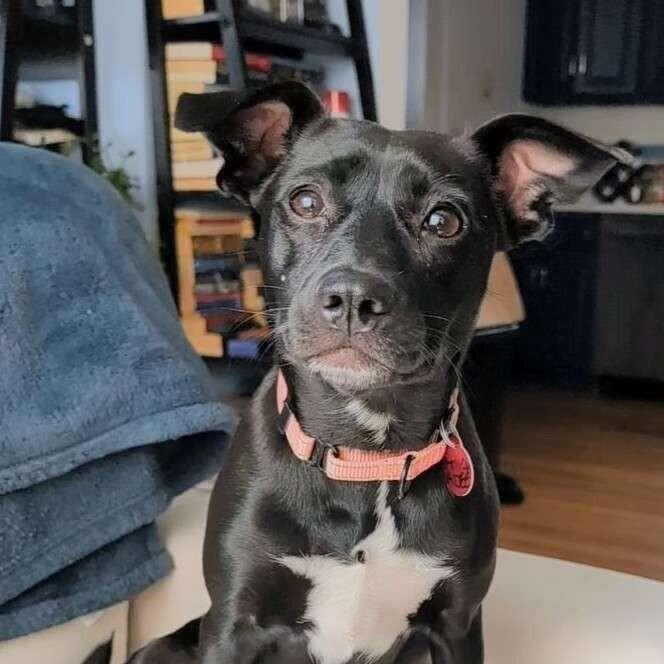Enlarge Chickadee Songbird, a Adoptable mixed breed in Boston, MA image 2/6