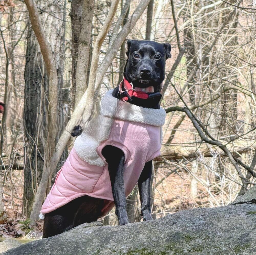 Enlarge Chickadee Songbird, a Adoptable mixed breed in Boston, MA image 4/6