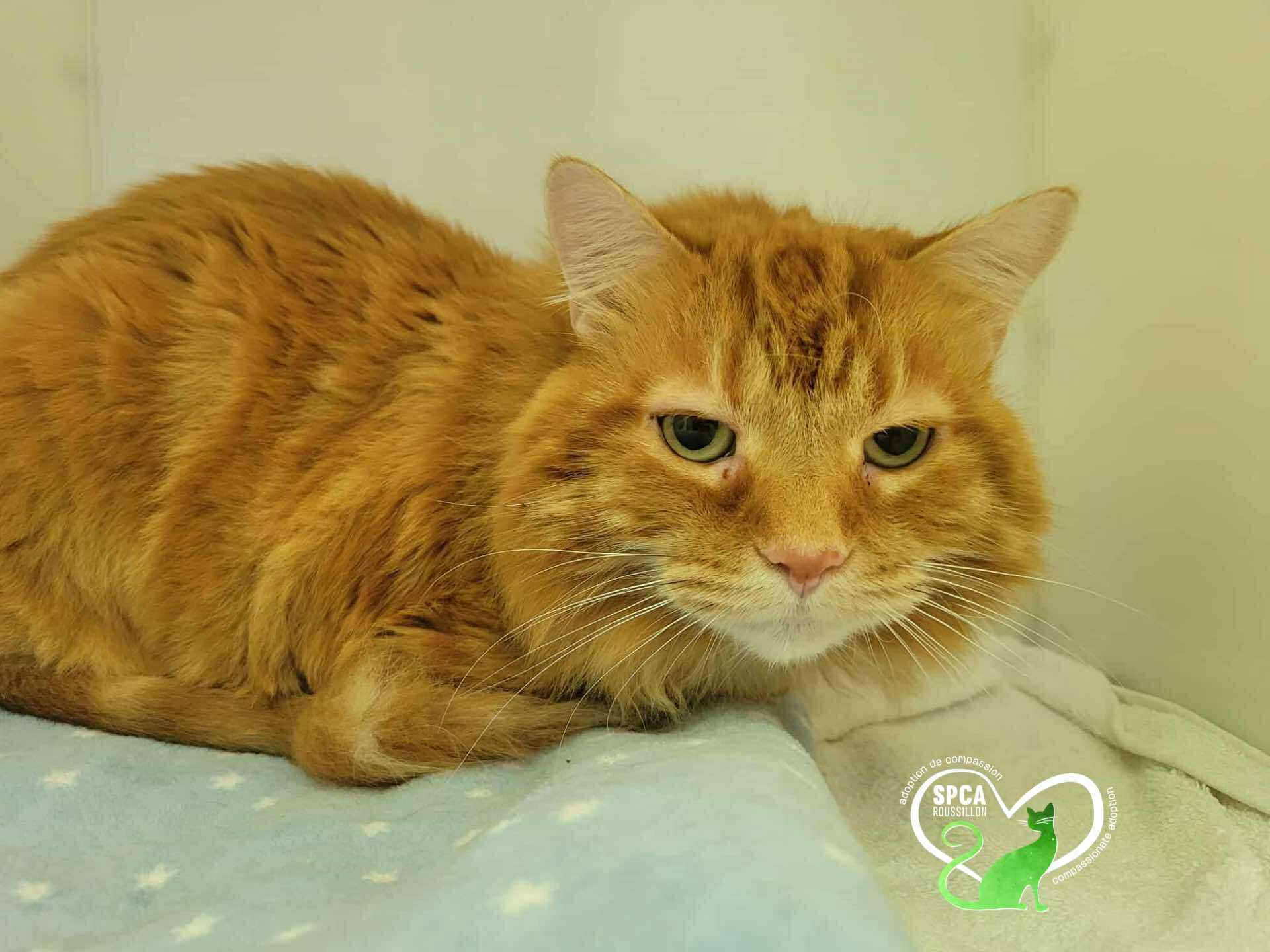 Enlarge Ima, a Adoptable Domestic Long Hair in Delson, QC image 1/1