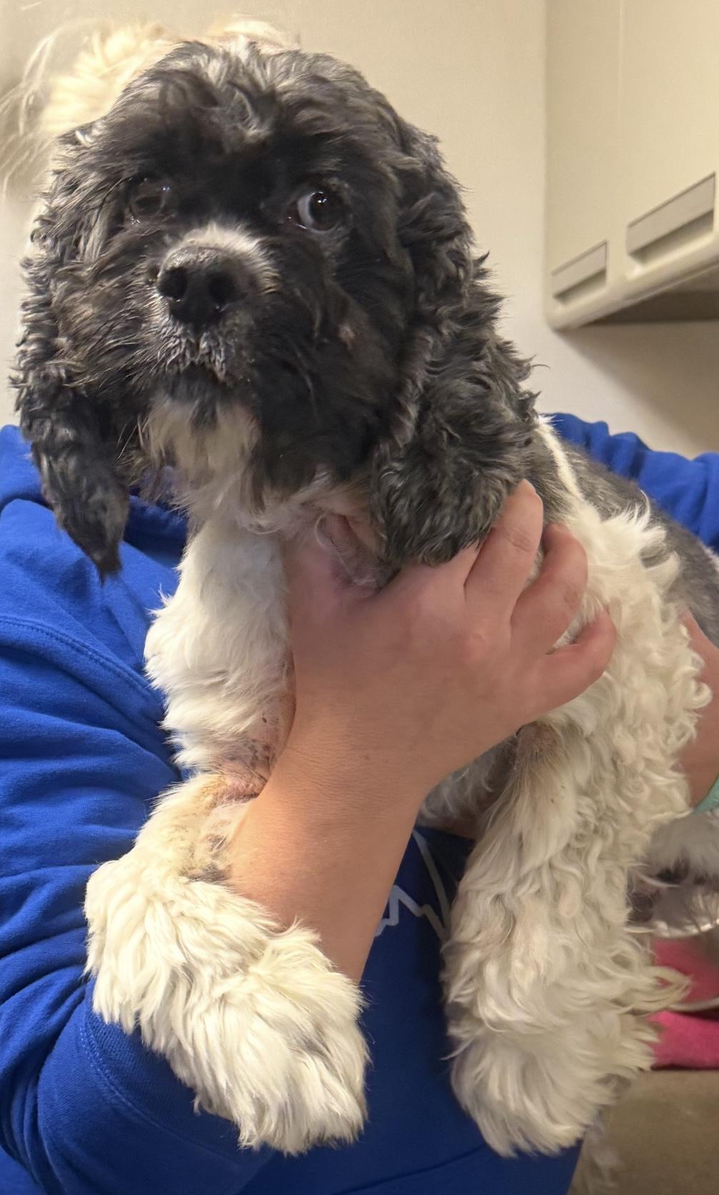 Chewy Cockapoo thumbnail 3