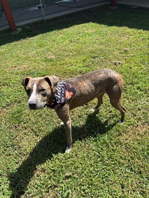 Enlarge Moonpie, a ADOPTABLE Pit Bull Terrier in Fayetteville, AR image 2/4