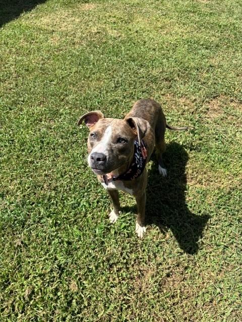 Enlarge Moonpie, a ADOPTABLE Pit Bull Terrier in Fayetteville, AR image 4/4