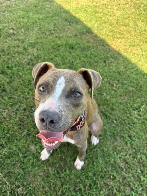 Moonpie, ADOPTABLE, Adult Female Pit Bull Terrier.
