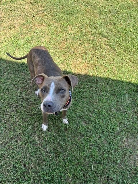Enlarge Moonpie, a ADOPTABLE Pit Bull Terrier in Fayetteville, AR image 3/4