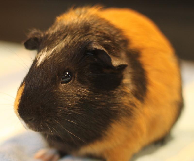 Enlarge Orpheus, a Adoptable Guinea Pig in Budd Lake, NJ image 2/6