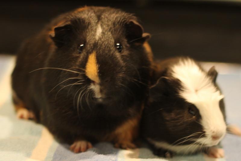 Enlarge Orpheus and Oreo, an adoption pending Guinea Pig in Budd Lake, NJ image 1/6
