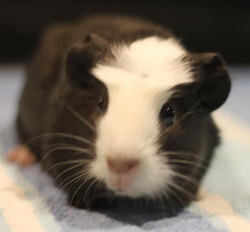 Enlarge Orpheus and Oreo, an adoption pending Guinea Pig in Budd Lake, NJ image 4/6