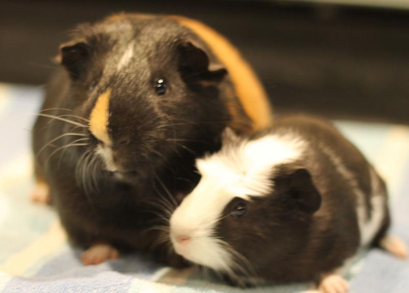 Enlarge Orpheus and Oreo, an adoption pending Guinea Pig in Budd Lake, NJ image 6/6