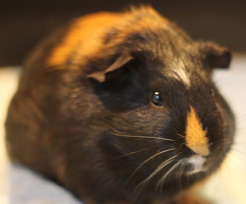 Enlarge Orpheus, a Adoptable Guinea Pig in Budd Lake, NJ image 3/6