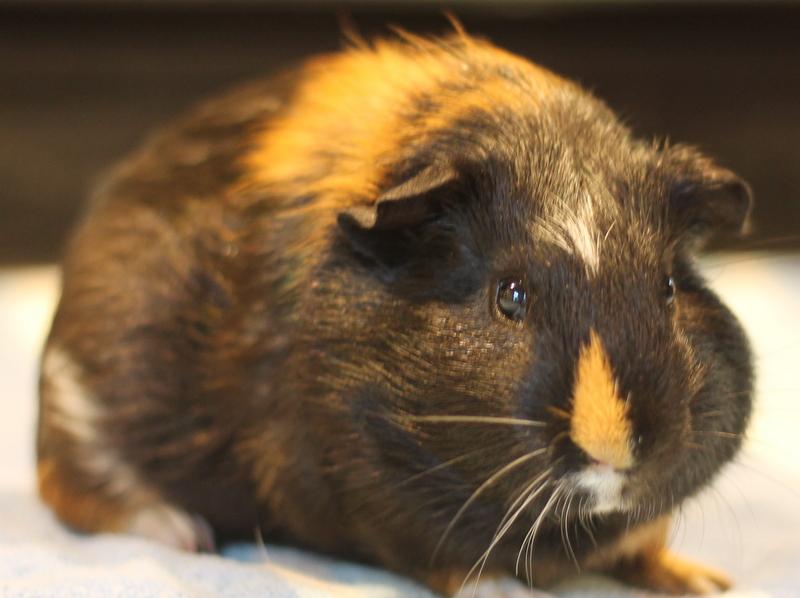 Enlarge Orpheus, a Adoptable Guinea Pig in Budd Lake, NJ image 4/6