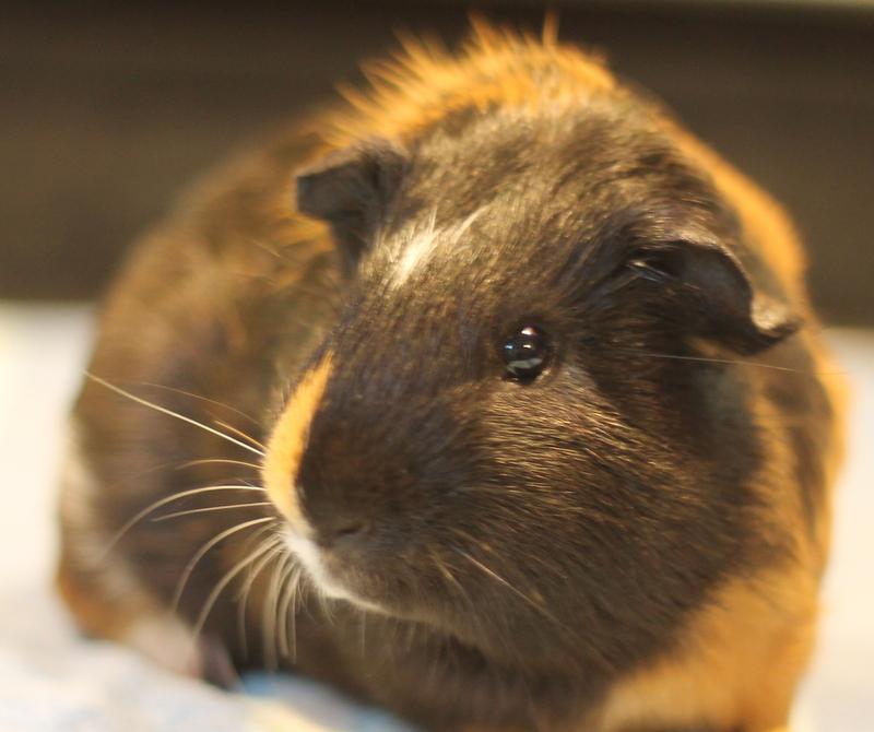 Enlarge Orpheus, a Adoptable Guinea Pig in Budd Lake, NJ image 5/6