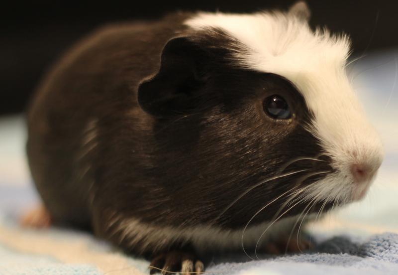 Enlarge Orpheus and Oreo, an adoption pending Guinea Pig in Budd Lake, NJ image 5/6