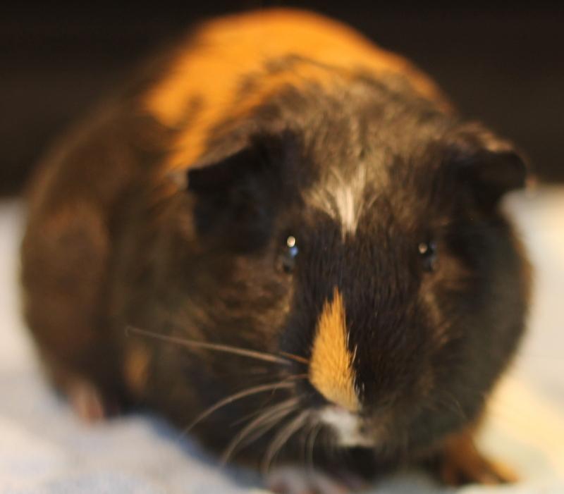 Enlarge Orpheus, a Adoptable Guinea Pig in Budd Lake, NJ image 6/6