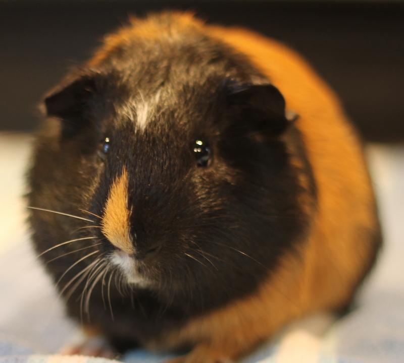 Orpheus, Adoptable, Young Male Guinea Pig.