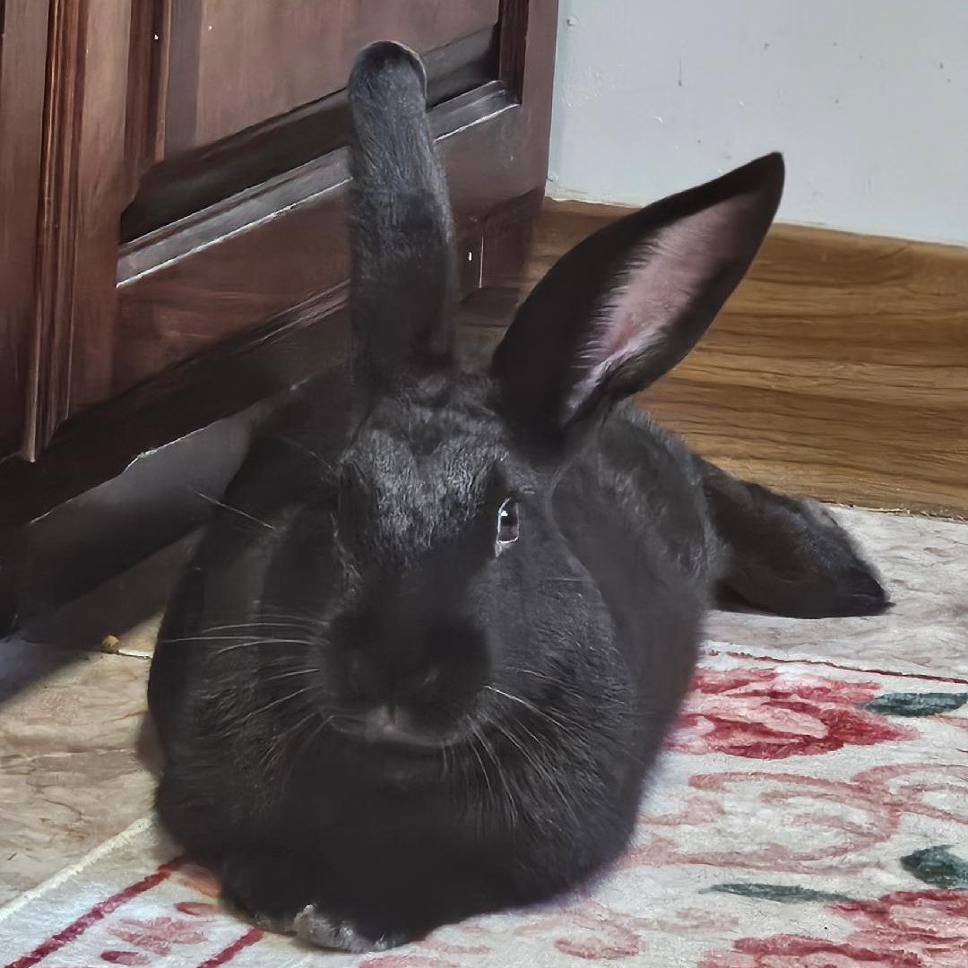 Obi, Adoptable, Young Male Bunny Rabbit.