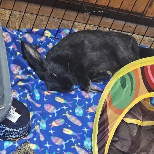Enlarge Obi, a Adoptable Bunny Rabbit in Lee's Summit, MO image 3/3
