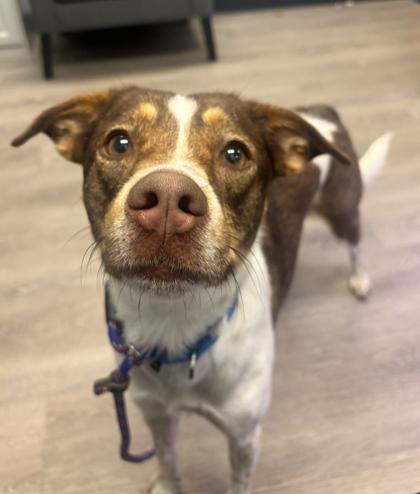 Enlarge Mandy, a Adoptable mixed breed in Cincinnati, OH image 1/3