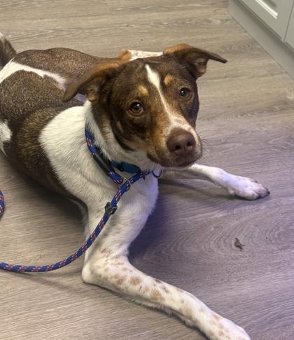 Enlarge Mandy, a Adoptable mixed breed in Cincinnati, OH image 2/3