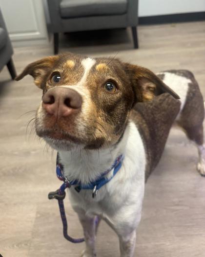 Enlarge Mandy, a Adoptable mixed breed in Cincinnati, OH image 3/3