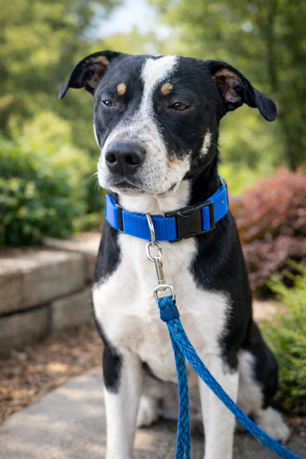 Enlarge Ranger, a ADOPTABLE mixed breed in Hortense, GA image 3/3