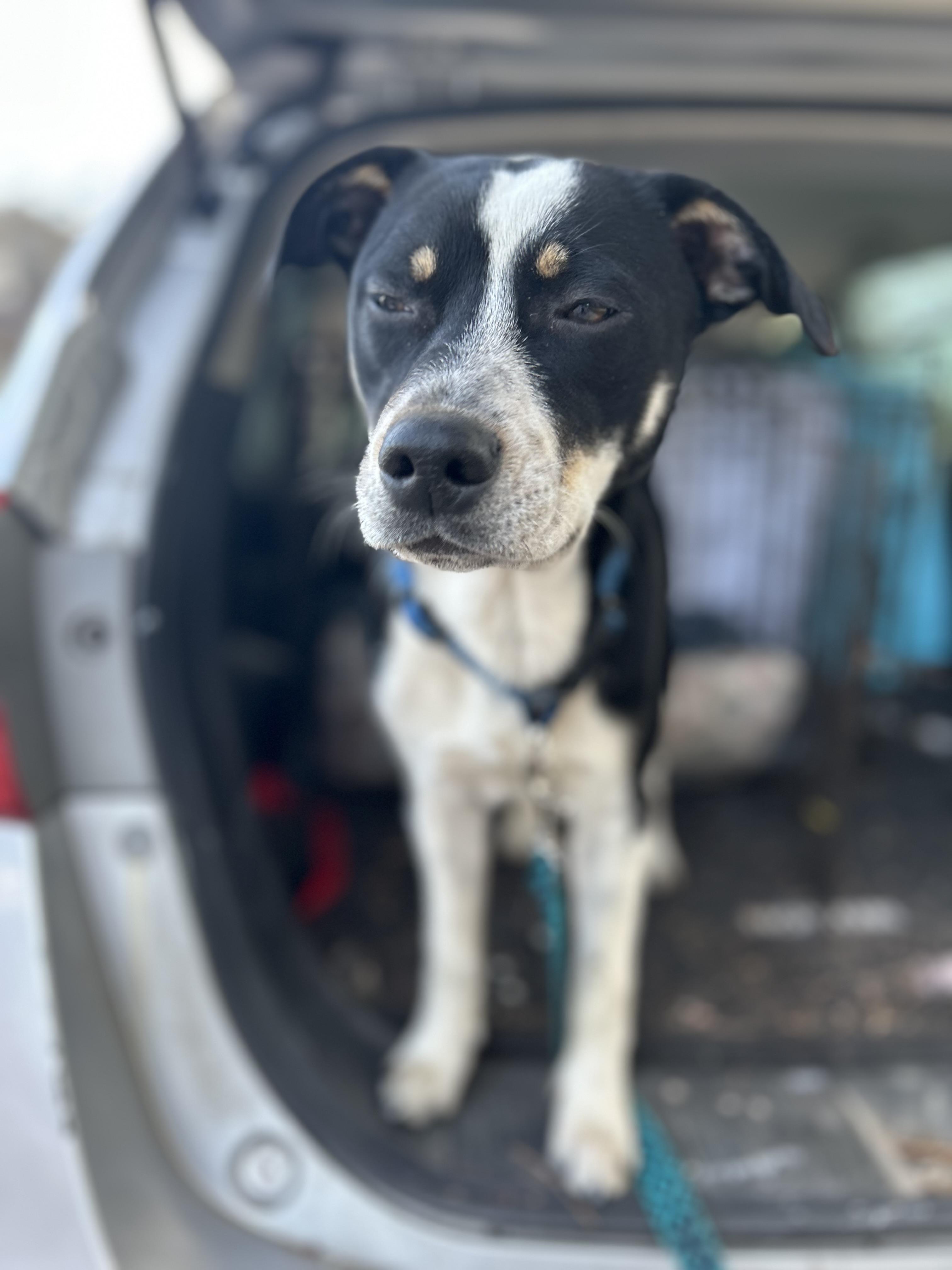 Enlarge Ranger, a ADOPTABLE mixed breed in Hortense, GA image 2/3