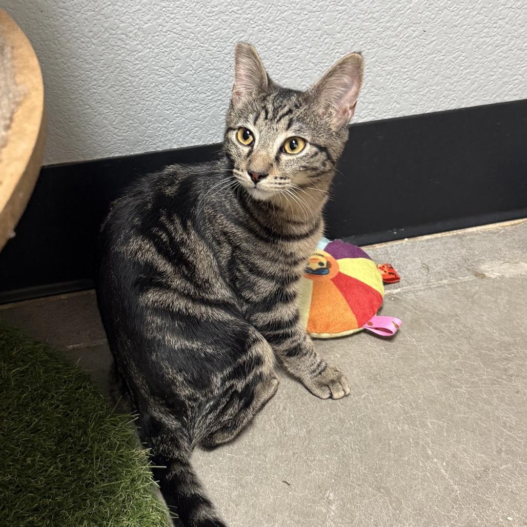 Enlarge Alice Trapper, a Adoptable mixed breed in Las Vegas, NV image 1/6