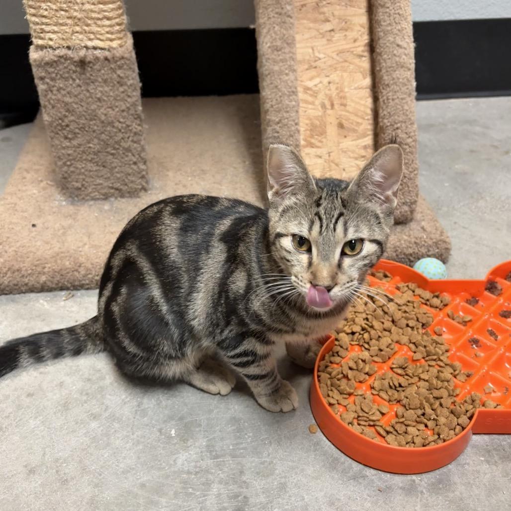 Enlarge Alice Trapper, a Adoptable mixed breed in Las Vegas, NV image 4/6