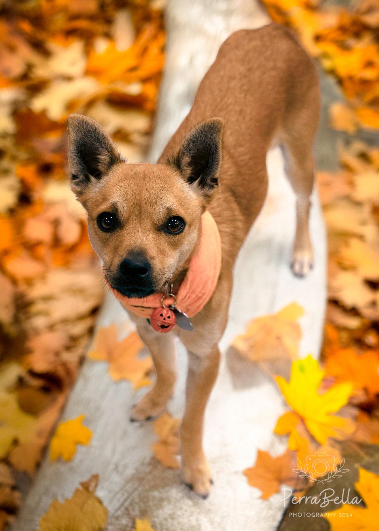 Enlarge Louboutin, a Adoptable Chihuahua in West Richland, WA image 1/6
