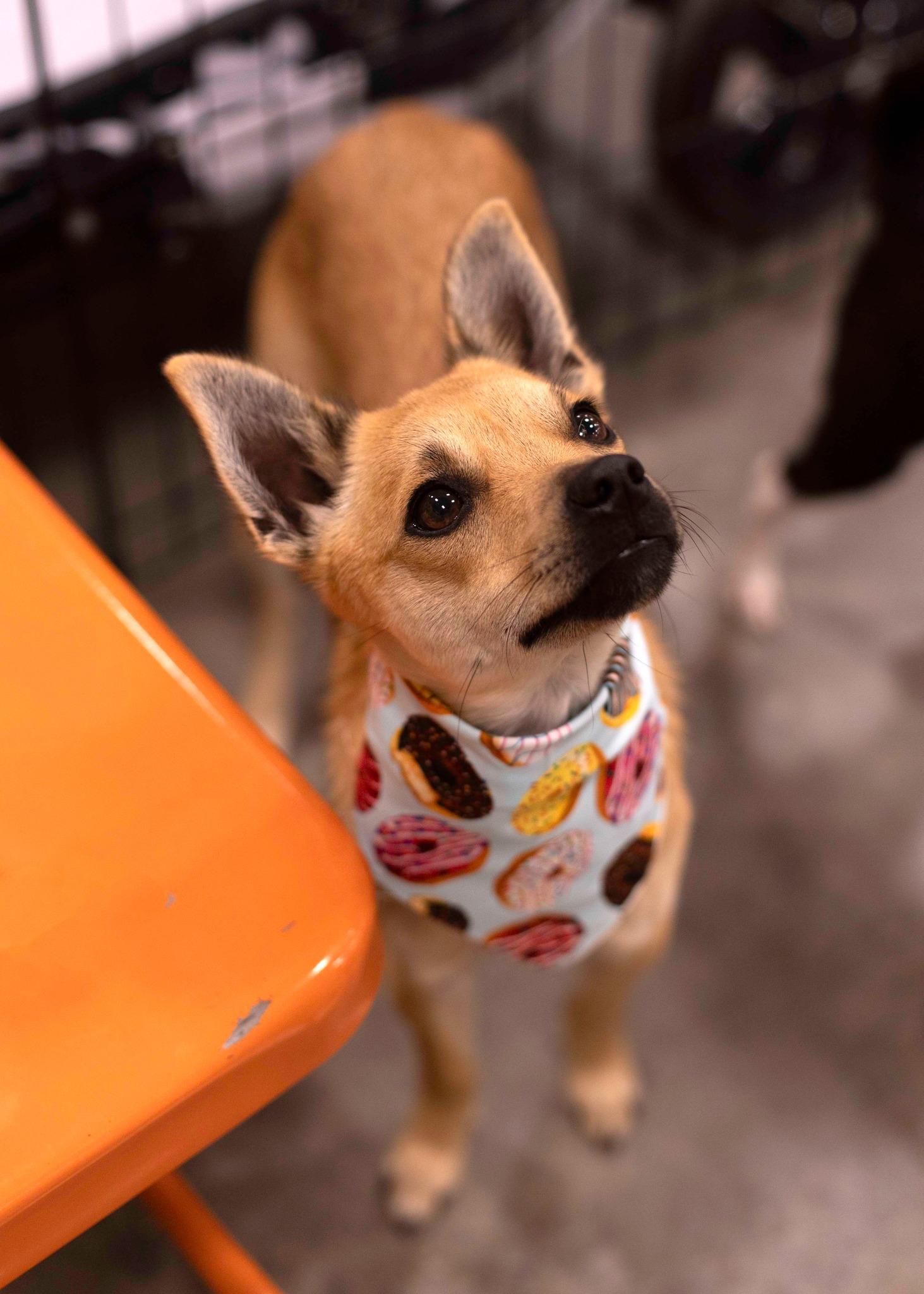 Enlarge Louboutin, a Adoptable Chihuahua in West Richland, WA image 2/6