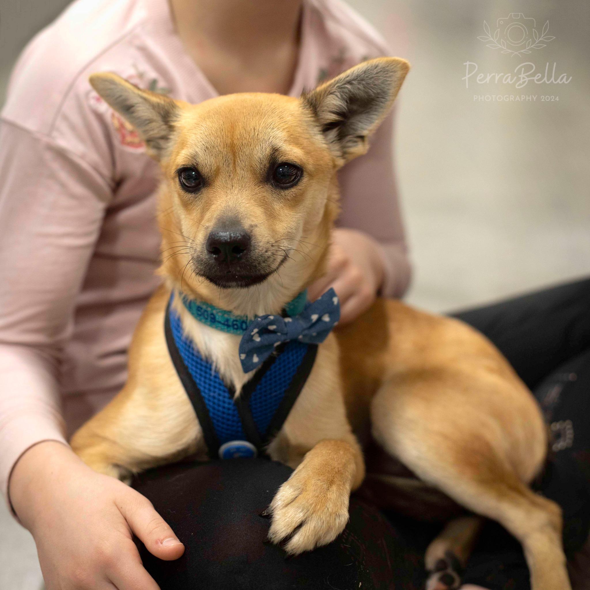 Enlarge Louboutin, a Adoptable Chihuahua in West Richland, WA image 5/6