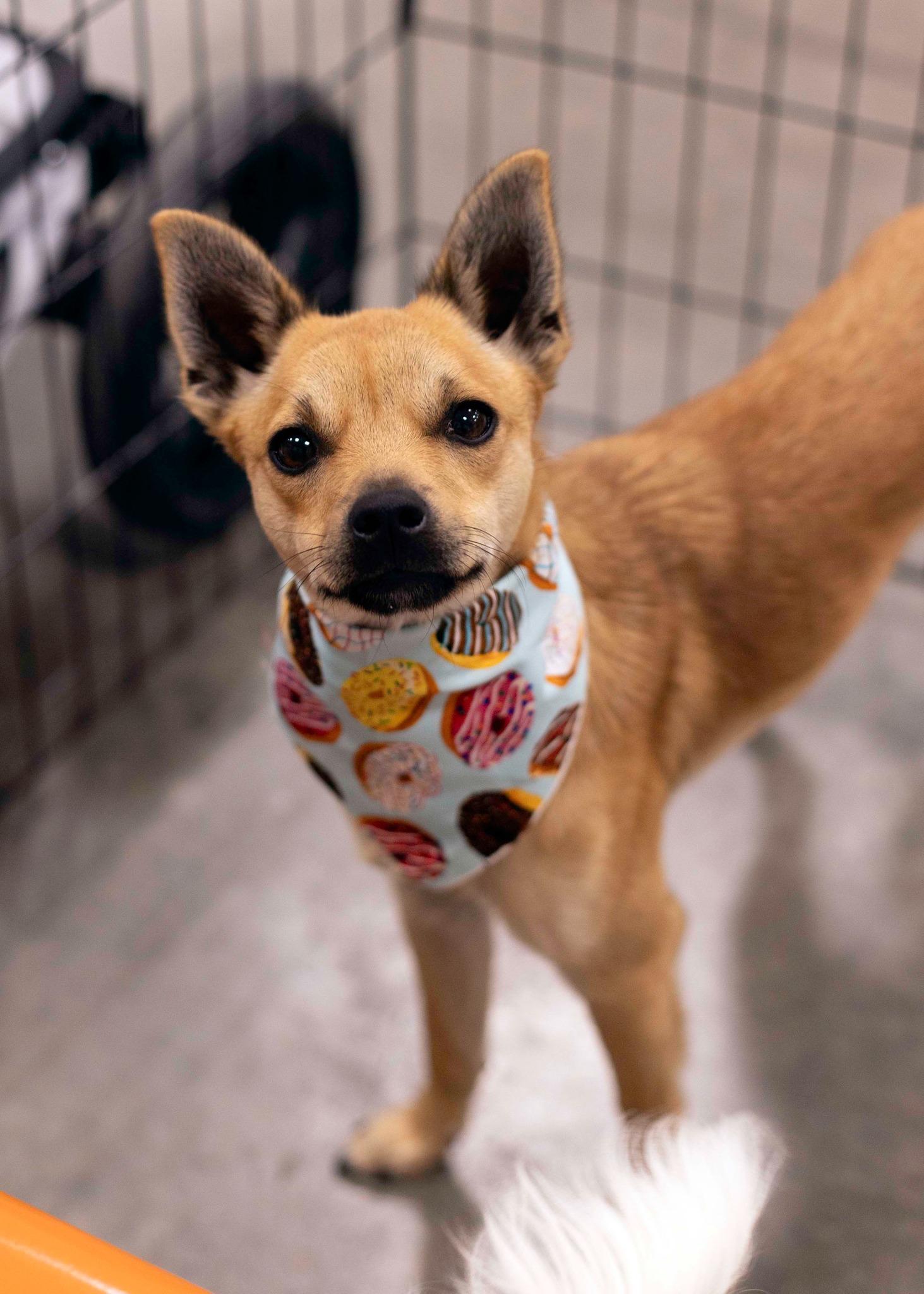 Enlarge Louboutin, a Adoptable Chihuahua in West Richland, WA image 6/6