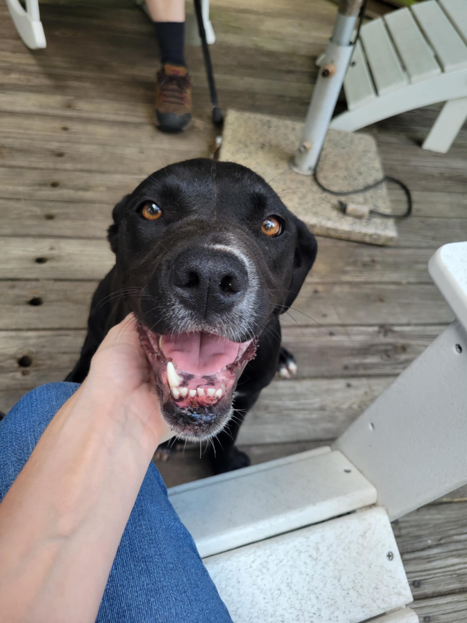 Enlarge Suzy Q, a Adopted mixed breed in Franklin, VA image 1/3