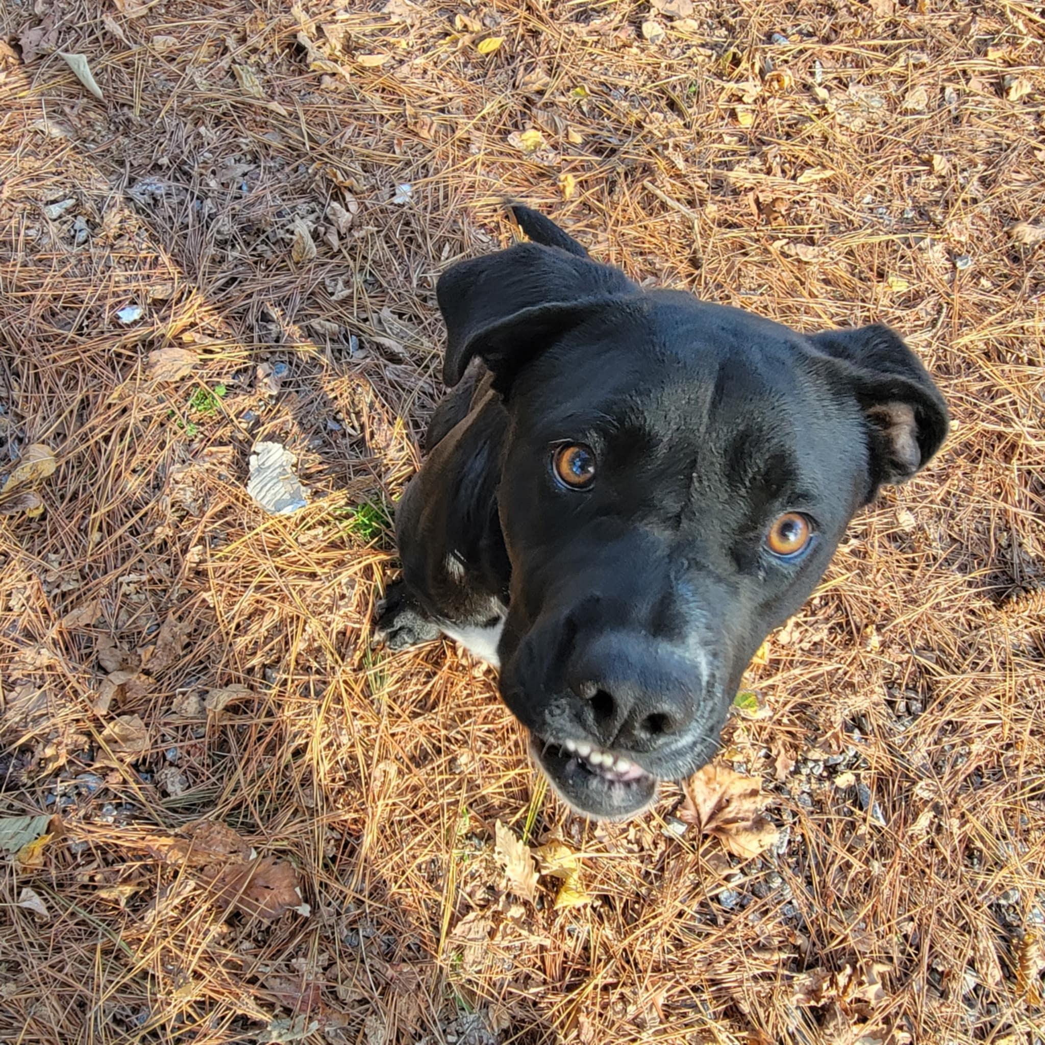 Enlarge Suzy Q, a Adopted mixed breed in Franklin, VA image 2/3