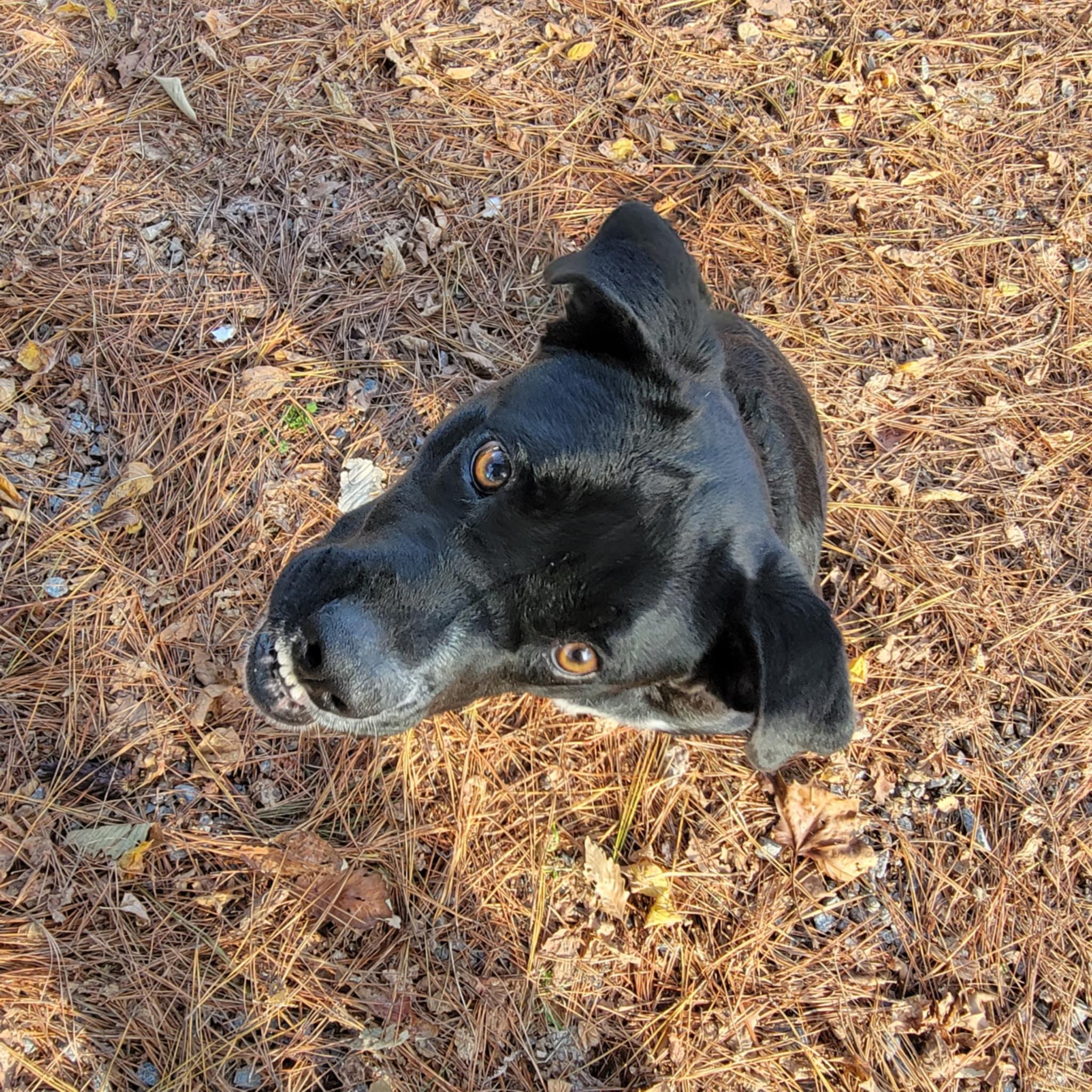 Enlarge Suzy Q, a Adopted mixed breed in Franklin, VA image 3/3