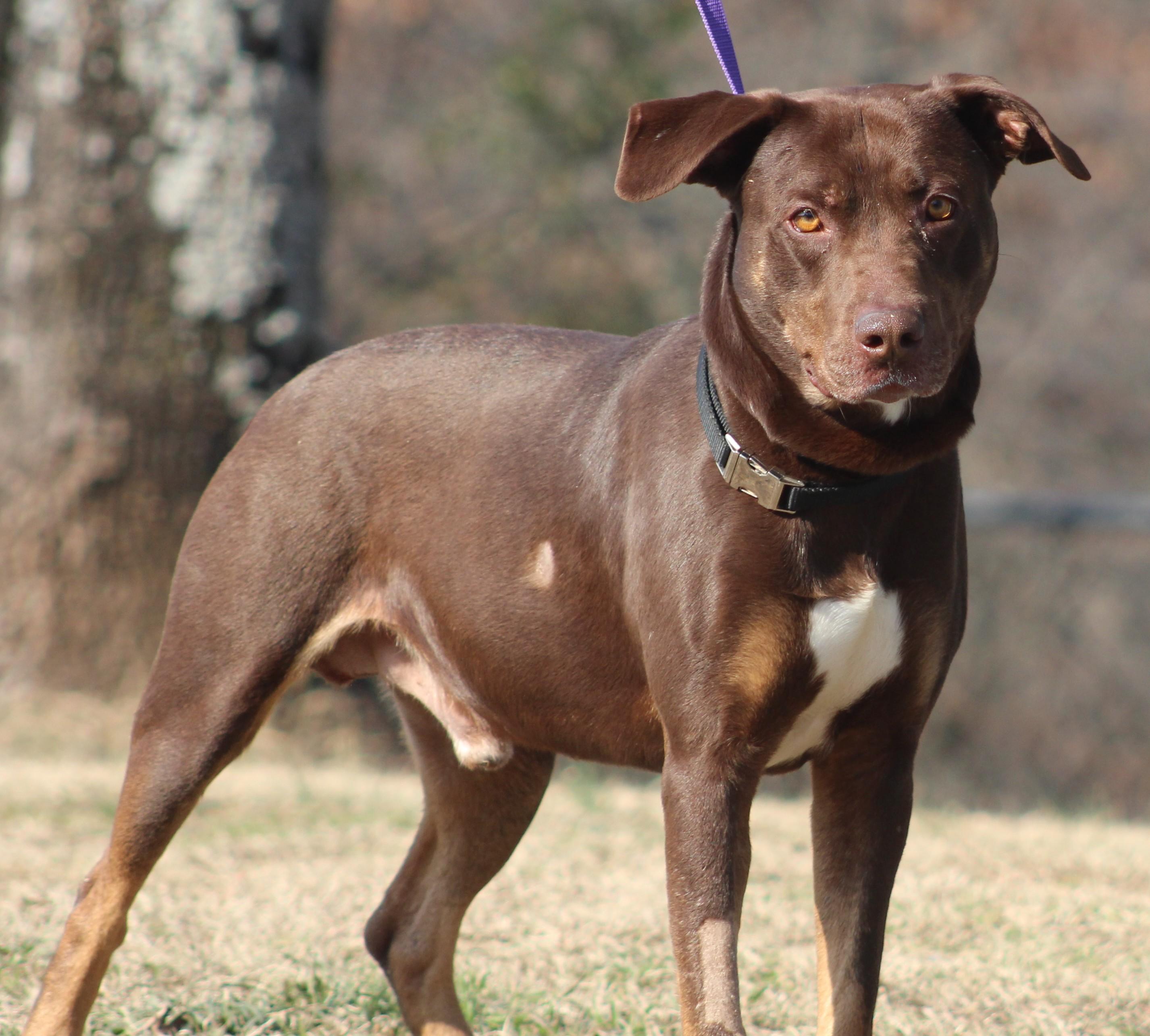 Enlarge Houston, a ADOPTABLE mixed breed in Conway, AR image 1/1