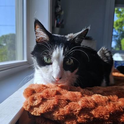 Jazz, Adoptable, Senior Male Domestic Short Hair & Domestic Short Hair.