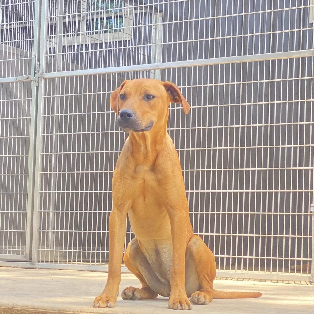 Moxie, Adoptable, Adult Female Hound.