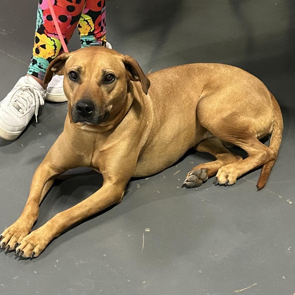 Enlarge Moxie, a Adoptable mixed breed in Pineville, MO image 5/6