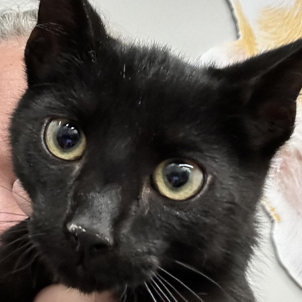 Larry, Adoptable, Young Male Domestic Short Hair.