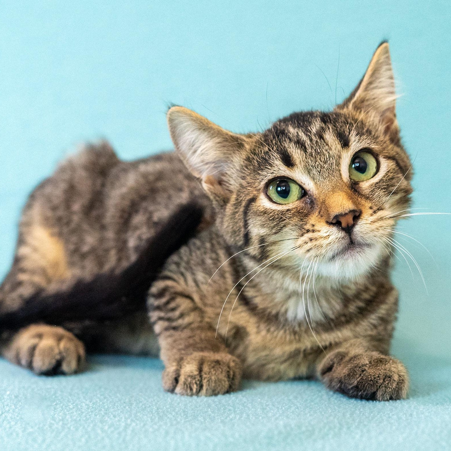 Enlarge Millie, a Adoptable mixed breed in Mastic beach, NY image 4/4