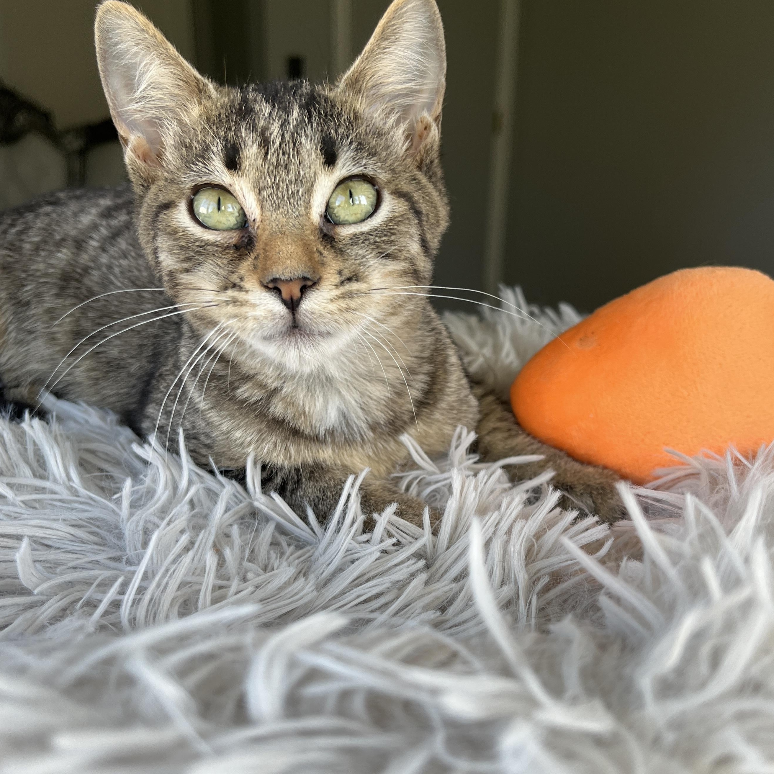 Enlarge Millie, a Adoptable mixed breed in Mastic beach, NY image 2/4