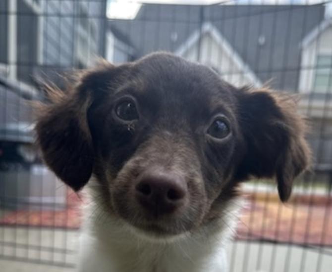 Cosmo Cozy — thumbnail 2