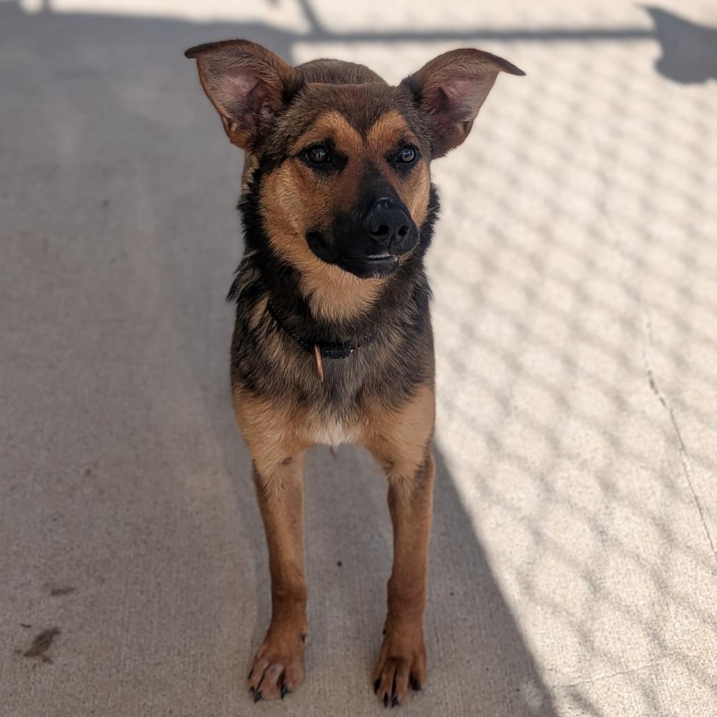 Savannah, Adoptable, Young Female German Shepherd Dog & Mixed Breed.