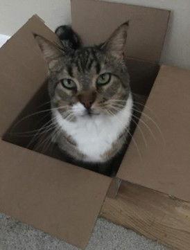 Stewie, Adoptable, Senior Male Domestic Short Hair & Tabby.