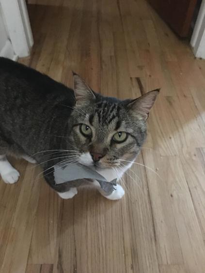 Stewie, a Adoptable mixed breed in Evergreen, CO image 2/2