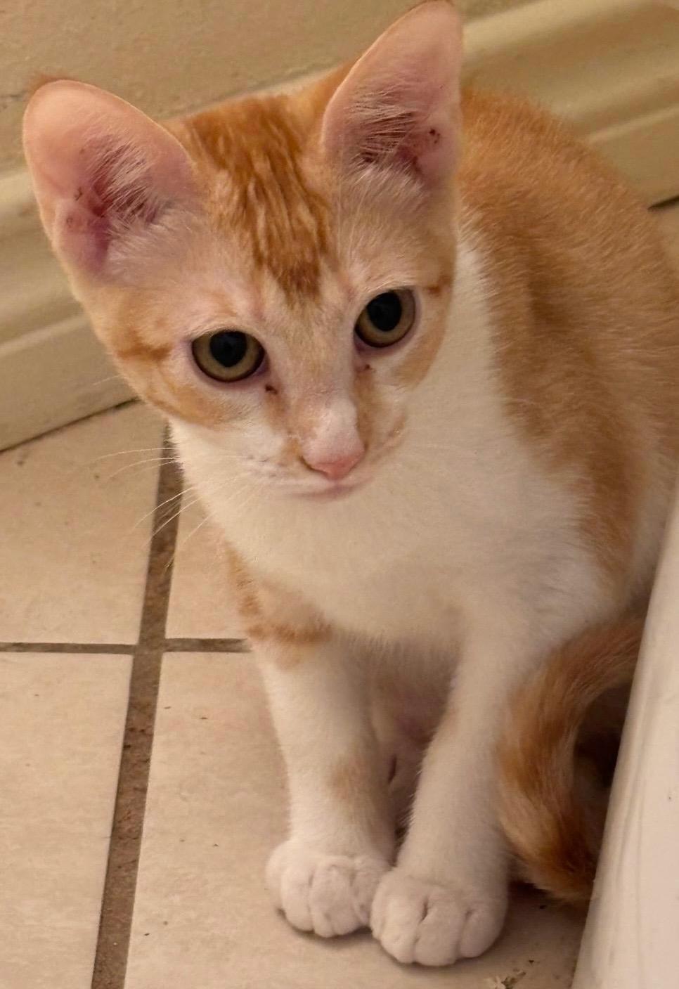 Enlarge Keats, a Adoptable Domestic Short Hair in Seattle, WA image 1/1